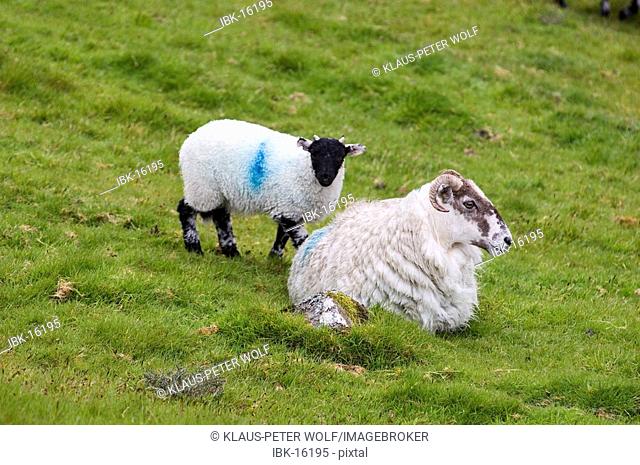Sheep near Two Bridges Dartmoor National Park Devon England