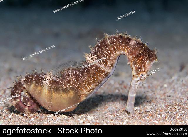 Spiny Seahorse (Hippocampus histrix) on sandy ground, brown, Red Sea, Jordan, Asia
