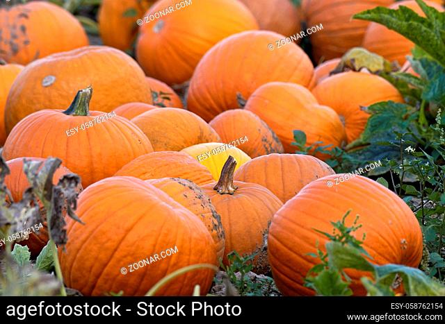 Pumpkins auf dem Feld