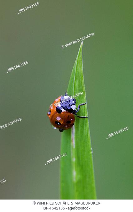 Seven-spot ladybird or seven-spotted ladybug (Coccinella septempunctata, Coccinella 7-punctata)