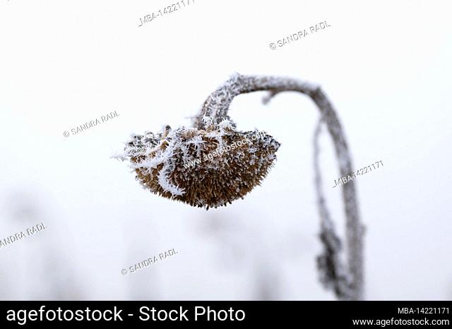 Hoar frost covers the withered head of a sunflower, Germany, Baden-Wuerttemberg