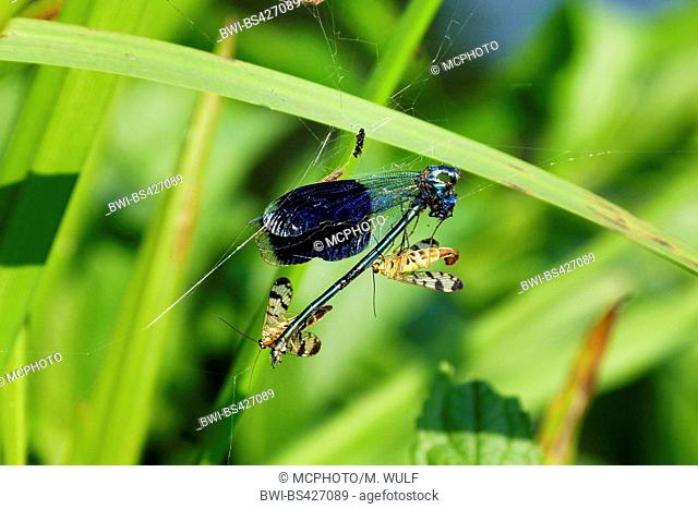 banded blackwings, banded agrion, banded demoiselle (Calopteryx splendens, Agrion splendens), is fed by scorpion flies, Germany