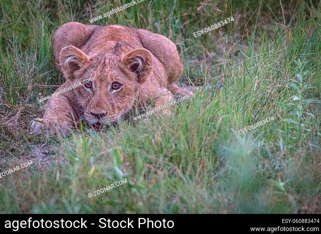 A Lion cub playing in the grass in the Okavango Delta, Botswana