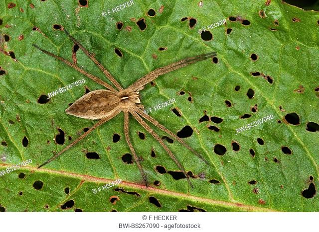 nursery web spider, fantastic fishing spider Pisaura mirabilis, sitting on a leaf, Germany