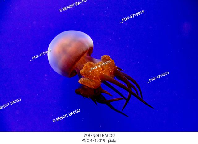 Jellyfish in blue water