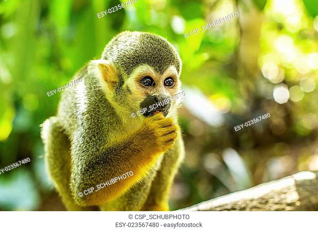 Funny spider monkey Stock Photos and Images | agefotostock