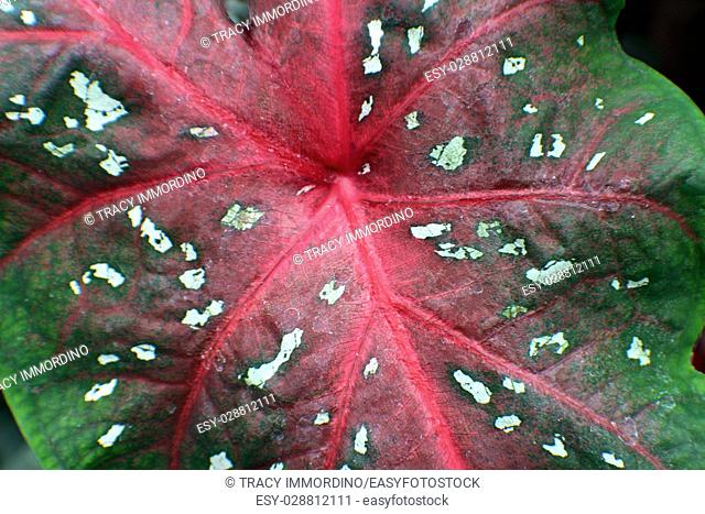 Close up of a Caladium red, green and white leaf