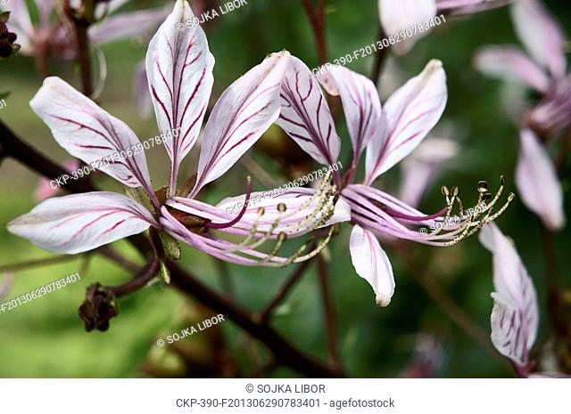 Dictamnus albus, burning bush, false, white dittany, gas plant, Fraxinella, plant, perennial, flower, bloom in the Dendrological Garden of the Silva Tarouca...