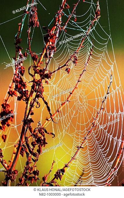 Dew drops in spiderweb - Bavaria/Germany