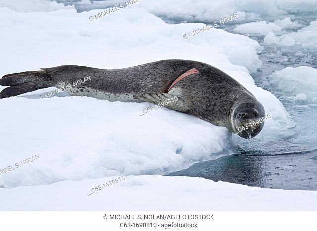 Adult leopard seal Hydrurga leptonyx hauled out on ice floe note the fresh wound on the right side of body at Dorian Bay near the Antarctic Peninsula