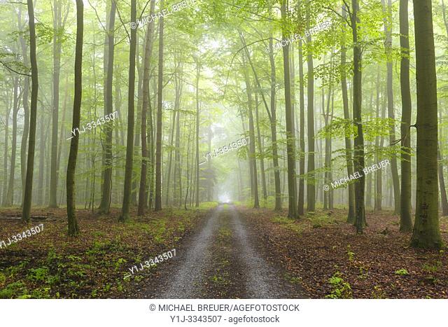 Path through misty beech forest, Spessart, Bavaria, Germany, Europe