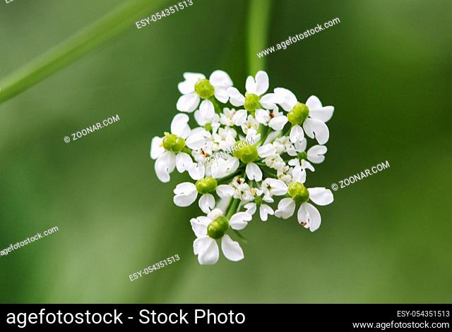 Inflorescence of a herb of Hemlock or Poison Hemlock Conium maculatum close up