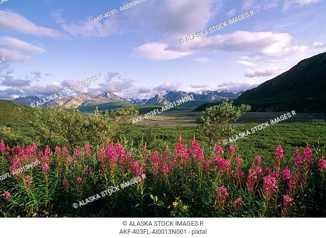 Fireweed Alaska Range Denali NP Summer AK
