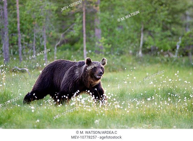 European Brown Bear (Ursus arctos)