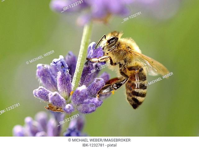 Honeybee (Apis) feeding on Common or True Lavender (Lavandula angustifolia)