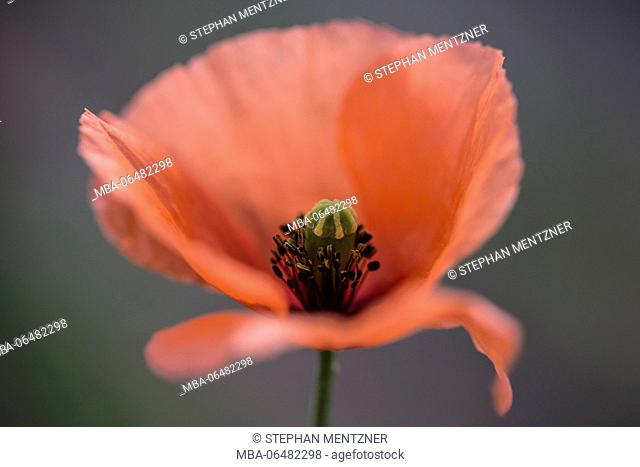 Clap poppy seed, Papaver rhoeas, blossom, medium close-up, released