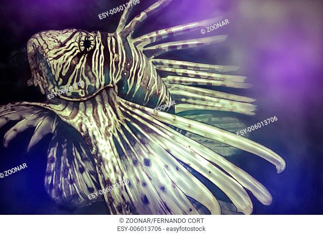 Illustration made with a digital tablet scorpion fish dangerous, purple sea background