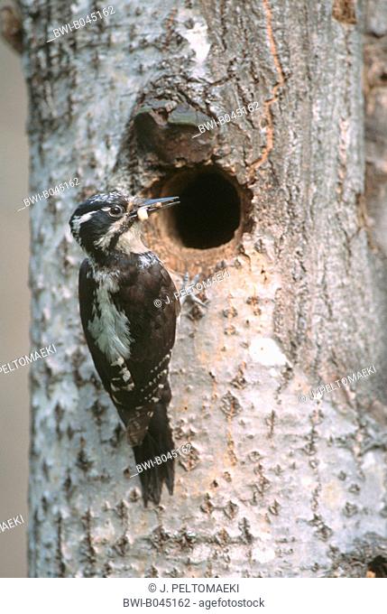 three-toed woodpecker (Picoides tridactylus), at breeding cave, Finland