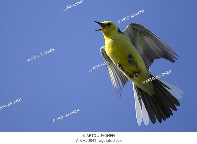 Displaying male Citrine Wagtail (Motacilla citreola) seen from below