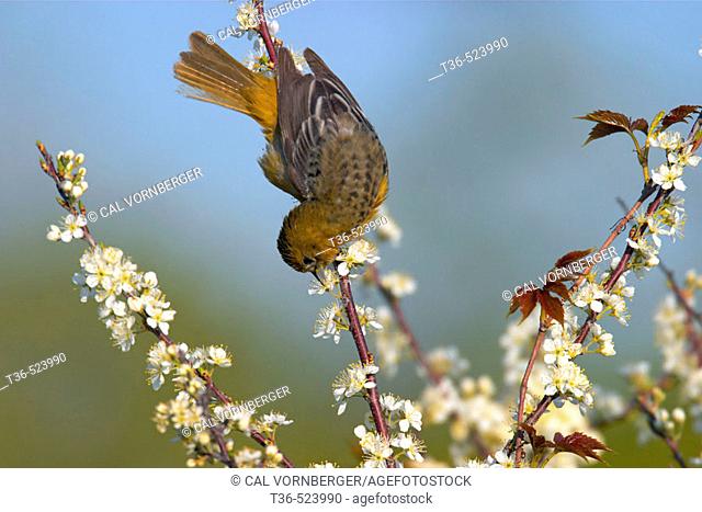 At dawn a female Baltimore Oriole (Icterus galbula) stretches to feed on the nectar of the beach plum flower at Jones Beach State Park on New York's  Long...