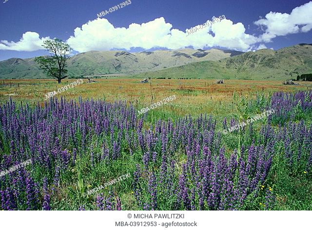 New Zealand, landscape, flower meadow