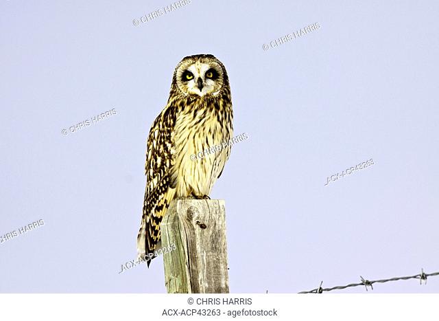 Short-eared Owl in the BC Grasslands of the Chilcotin region of British Columbia, Canada