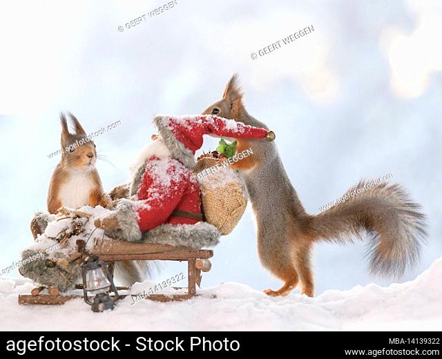 red squirrels is standing with a sledge with santa