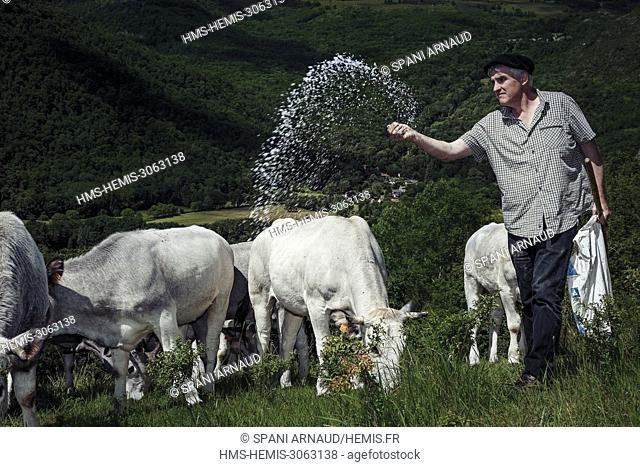 France, Ariege, Les Cabannes, breeder giving salt to his herd of cows