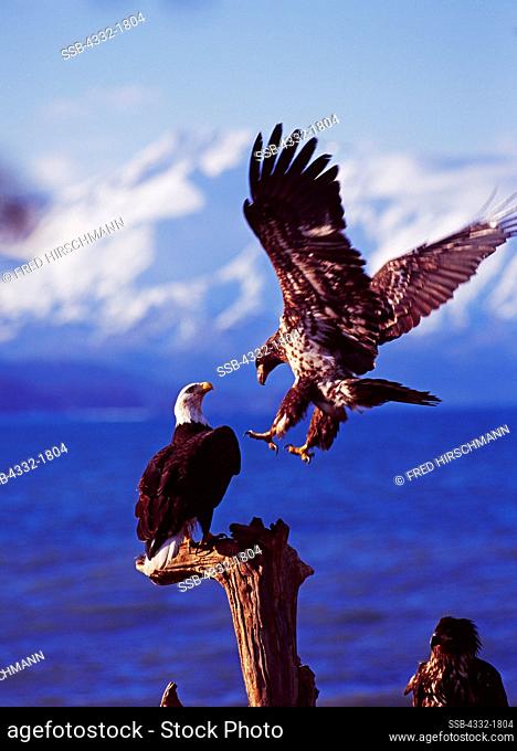 Immature and adult Bald Eagle, Haliaeetus leucocephalus, along the shore of Kachemak Bay on the Homer Spit, Homer, Alaska