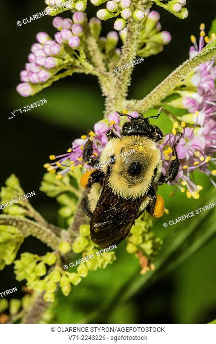 Digger Bee (Anthophora abrupta) Feeding on Beauty Berry (Callicarpa americana) Flower
