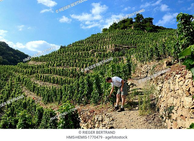 France, Rhone, Parc Naturel Regional du Pilat (Natural Regional Park of Pilat), Ampuis, Cote Rotie AOC vineyards in the Gilles Barge domain, vines on stakes