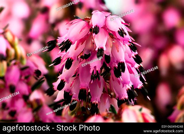 Macro of blossoms from a winter-flowering heather plant (erica carnea)