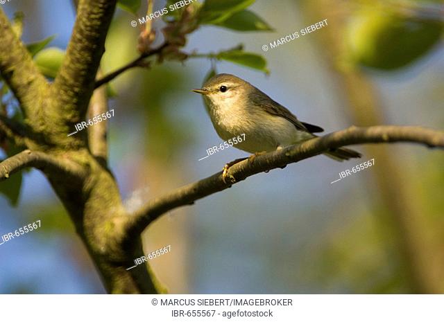 Willow Warbler (Phylloscopus trochilus) perched on a branch, Guxhagen, northern Hesse, Germany, Europe