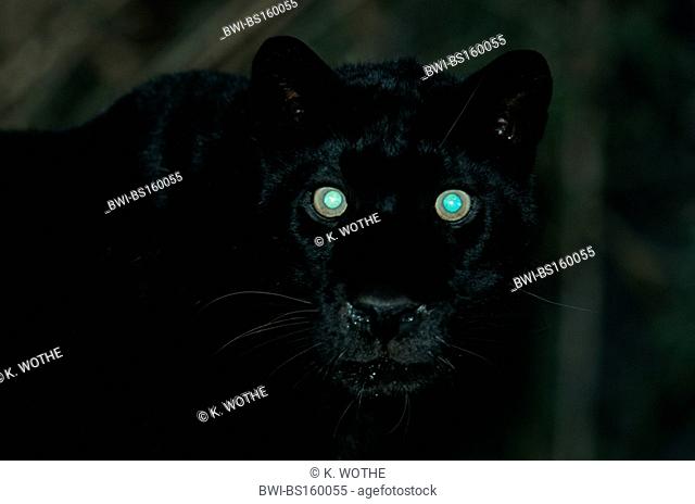 black jaguar (Panthera onca), eyeshine in the dark