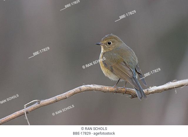 Female Red-flanked Bluetail sitting on branch