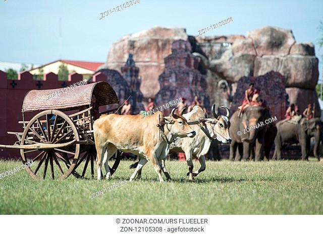 a traditional bullock cart at the Elaphant Show in the Stadium at the traditional Elephant Round Up Festival in the city of Surin in Isan in Thailand