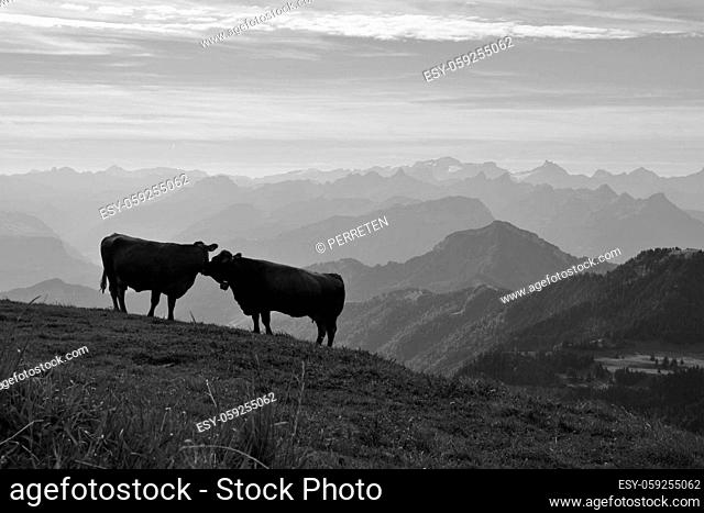 Kissing cows on the Rigi