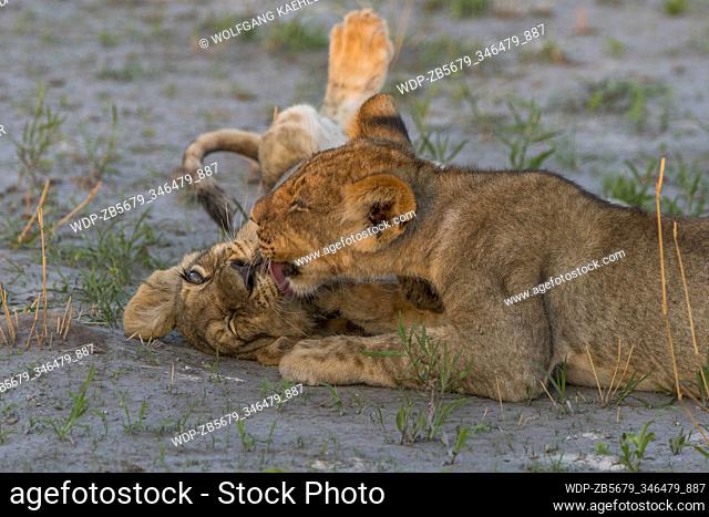 After feeding on a warthog the about 6 months old lion cubs (Panthera leo) are full and happy and start playing and licking each other in the Gomoti Plains area