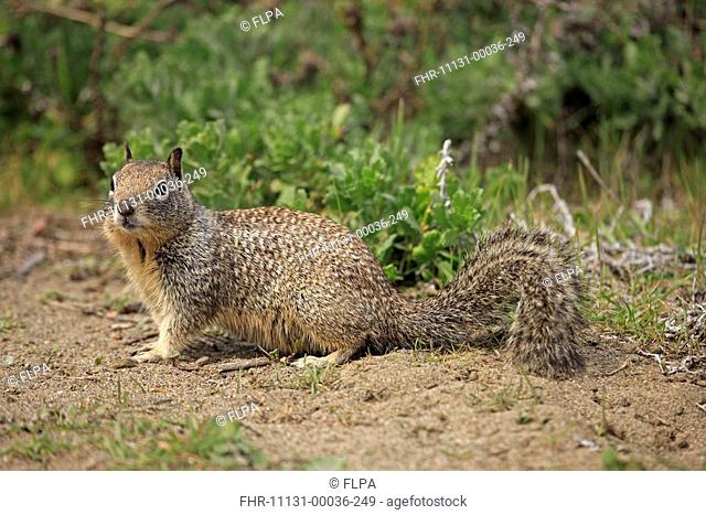 Californian Ground Squirrel Spermophilus beecheyi adult, alert, Monterey, California, U S A