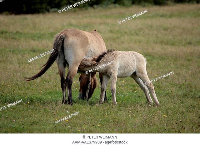 Przewalski's Horse (Equus ferus przewalskii or Equus caballus przewalskii), captive, Germany