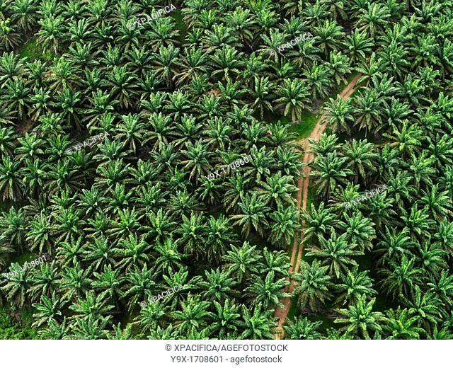 A aerial view of the tops of palm trees grown for their oil on a palm tree farm in the State of Johor