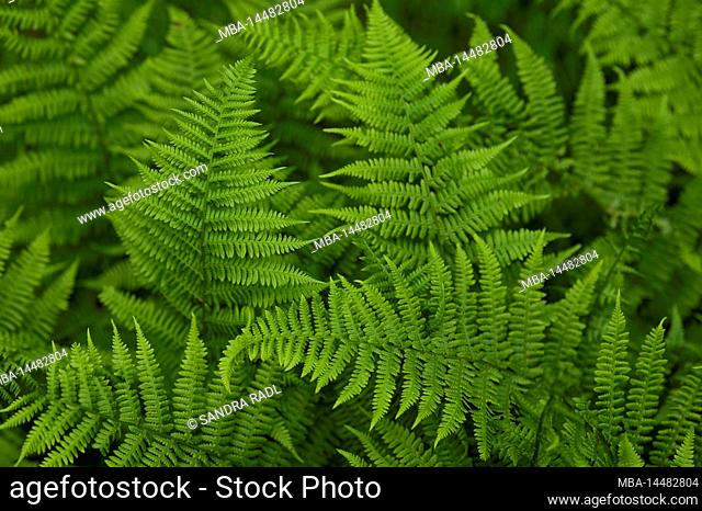 young ferns, France, Grand Est region, Vosges, Ballons des Vosges Regional Nature Park