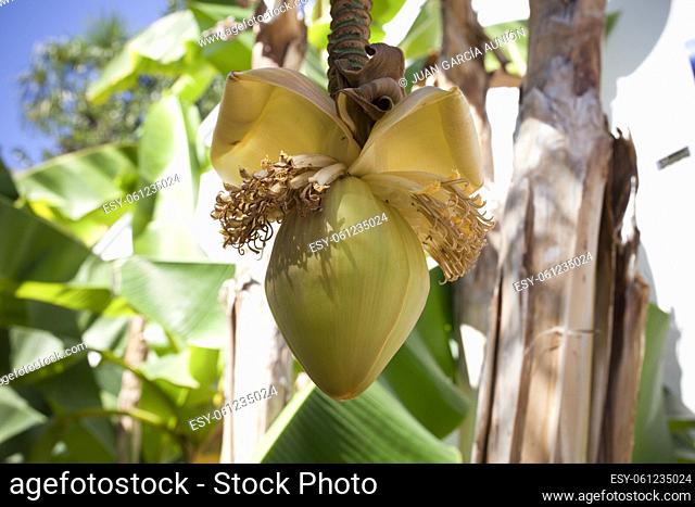 Banana palm bloom hanging. A big yellow flower