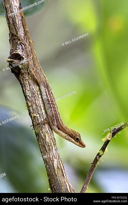 Close-up of Slender Anole (Anolis limifrons) - La Laguna del Lagarto Eco-Lodge, Boca Tapada, Costa Rica
