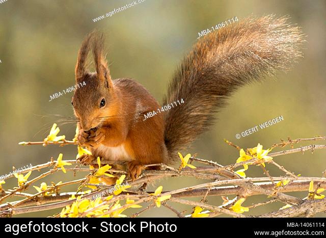 close up of red squirrel standing on branches with yellow flowers in sunlight