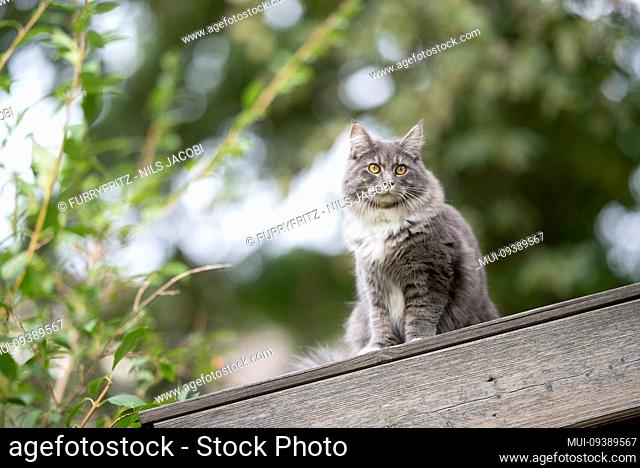 blue tabby maine coon cat standing on roof top of a shed in the garden observing the area
