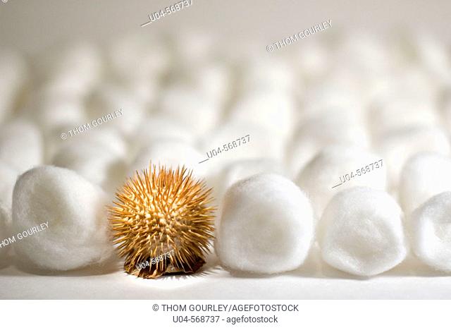 Thorny datura seed pod among soft cotton balls