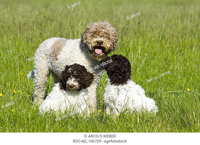 Lagotto Romagnolo with puppies Romagna Water Dog