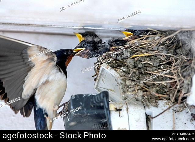 barn swallows (hirundo rustica), also house swallows or forked swallows. nest with young