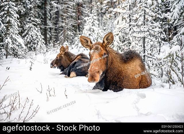 Majestic moose cow (Alces alces) standing in snow in a winter forest in Jasper National Park, Alberta, Canada